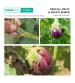 Gaiagen Pheromone Lure for Brinjal Fruit & Shoot Borer Lure (Pack of 10)